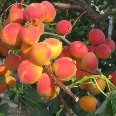 Абрикос РУБИН в Калинковичах