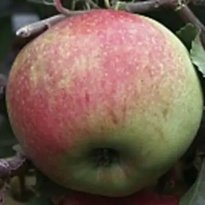 Яблоня СОКОЛОВСКОЕ стелющаяся в Калинковичах