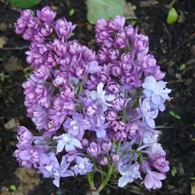 Сирень НАДЕЖДА в Калинковичах