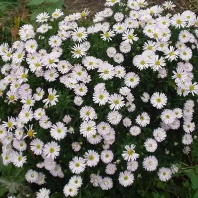 Астра ВАЙС многолетняя в Калинковичах