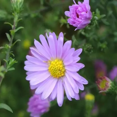 Астра СТРОУБЕРРИ ЭНД КРИМ новобельгийская в Калинковичах