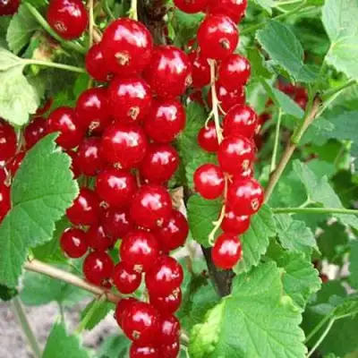 Смородина красная ФЕРТОДИ в Калинковичах