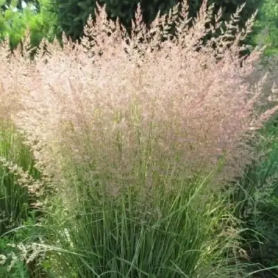 Вейник ОВЕРДАМ остроцветковый в Калинковичах