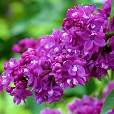 Сирень ОГНИ ДОНБАССА в Калинковичах