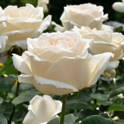 Роза БОИНГ чайно-гибридная в Калинковичах