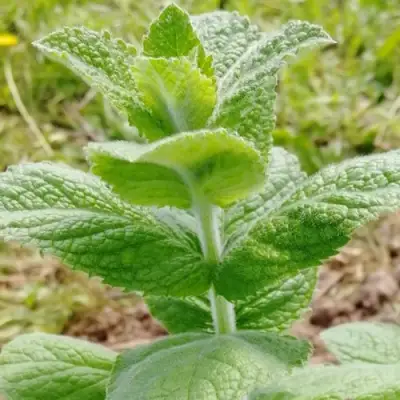 Мята яблочная в Калинковичах