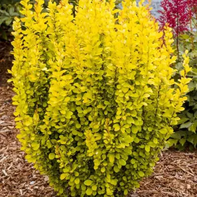 Барбарис ГОЛДЕН ТОРЧ тунберга в Калинковичах