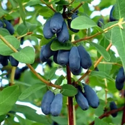 Жимолость съедобная АМФОРА в Калинковичах