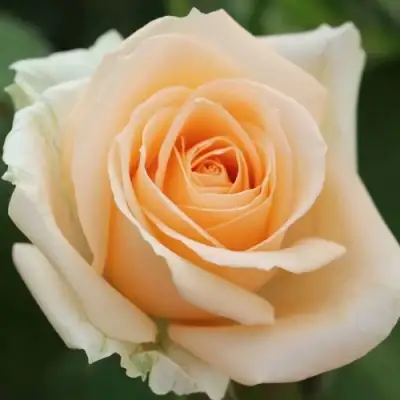 саженцы розы Пич Аваланж