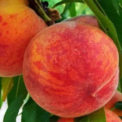 Персик ЗОЛОТОЙ ЮБИЛЕЙ в Калинковичах