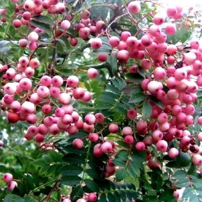 Рябина COREAL сладкоплодная  в Калинковичах