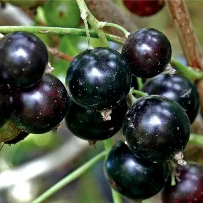 Смородина чёрная ЧЕРЕШНЁВАЯ в Калинковичах