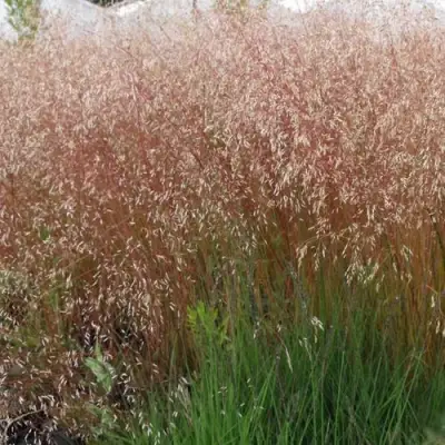 Щучка извилистая в Калинковичах