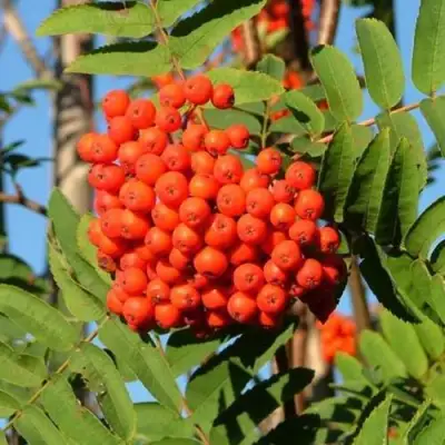 Рябина САХАРНАЯ ПЕТРОВА сладкоплодная в Калинковичах