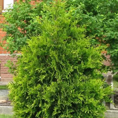 Туя АНЯ (АНИЕ) западная в Калинковичах