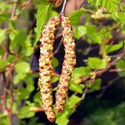 Береза бородавчатая в Калинковичах