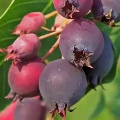 Ирга MANDAN в Калинковичах