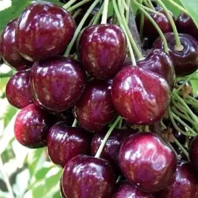 Черешня СИЛЬВИЯ колоновидная в Калинковичах