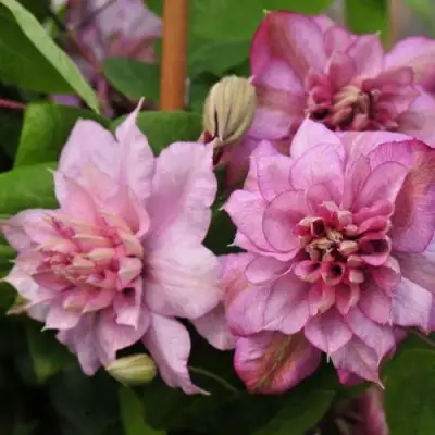 Клематис ИННОСЕНТ ГЛАНС в Калинковичах