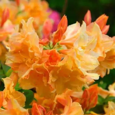 Азалия ЧАРДАШ листопадная в Калинковичах