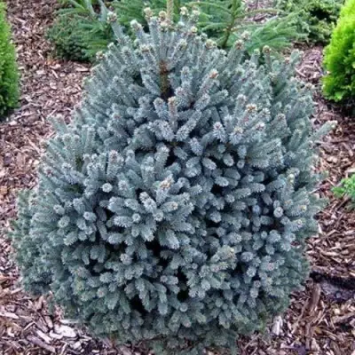 Ель НАНА сизая в Калинковичах