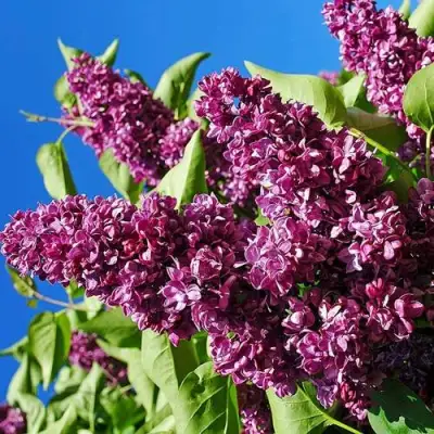 Сирень ЧАРЛЬЗ ДЖОЛИ в Калинковичах