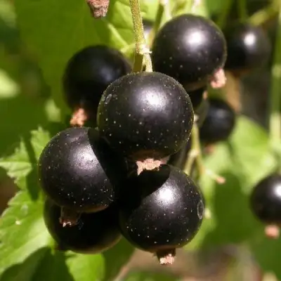 Смородина чёрная БИНАР в Калинковичах