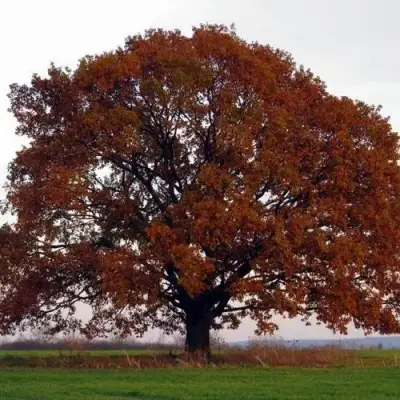 Дуб скальный в Калинковичах
