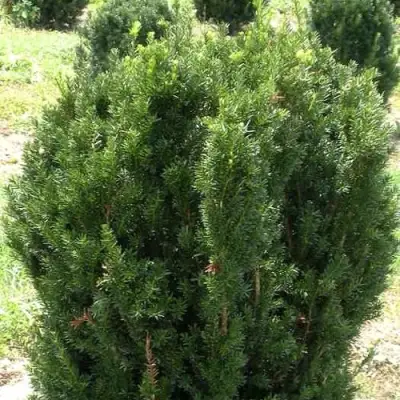 Тис ХИКСИ средний в Калинковичах