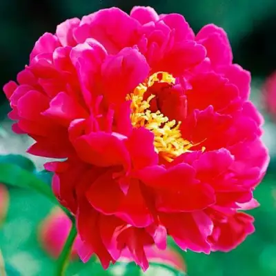 Пион ХРАБРЫЙ ВОИН травянистый в Калинковичах