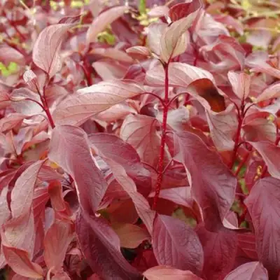 Дерен КРАСНЫЙ в Калинковичах