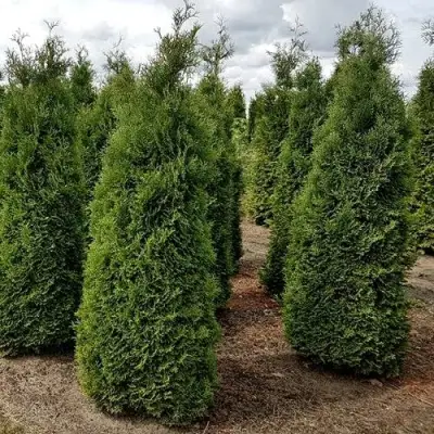 Туя ХОЛМСТРУП западная в Калинковичах