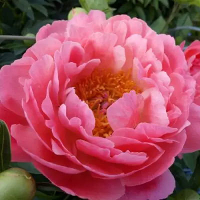 Пион КОРАЛ САНСЕТ травянистый в Калинковичах