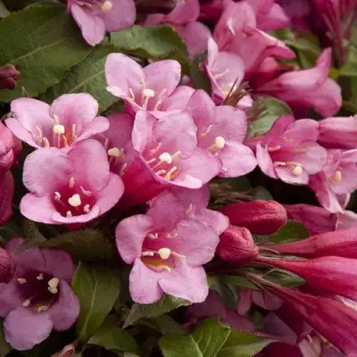 Вейгела ФЛОРИДА в Калинковичах