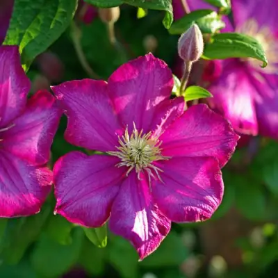 Клематис КАРМЕНСИТА в Калинковичах