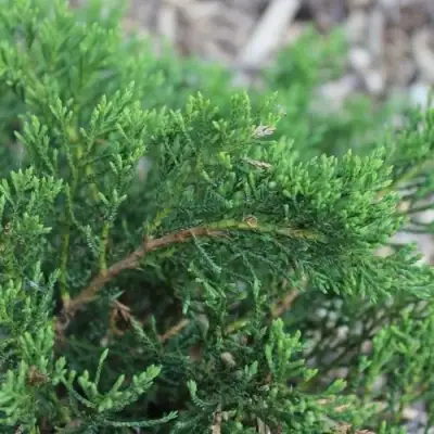 Можжевельник РОКЕРИ ДЖЕМ казацкий  в Калинковичах