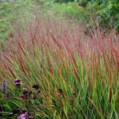 Просо РЕБРАУН прутьевидное в Калинковичах