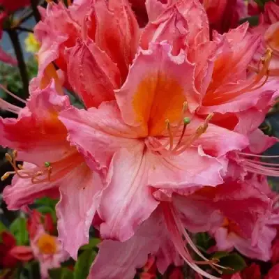 Азалия ПИНК ДЕЛАЙТ листопадная	 в Калинковичах