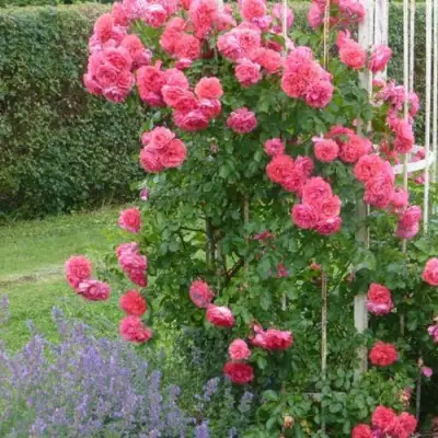 Роза РОЗАРИУМ ЮТЕРСОН плетистая в Калинковичах