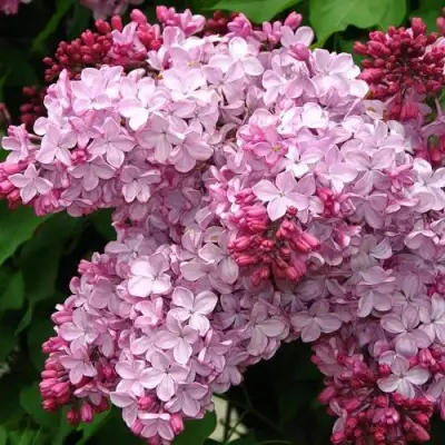 Сирень ЭСТЕР СТЕЙЛИ в Калинковичах