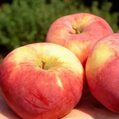 Яблоня ОРЛОВИМ в Калинковичах