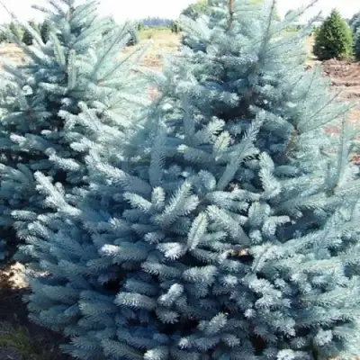 Ель ГЛАУКА колючая в Калинковичах