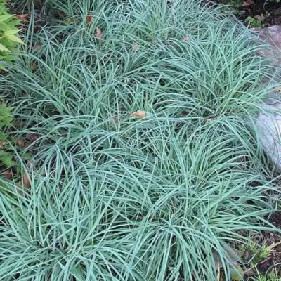 Осока БЛЮ ЗИНГЕР в Калинковичах