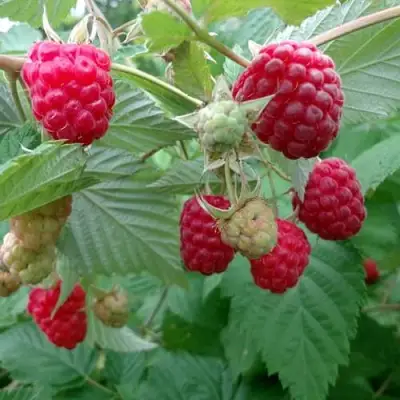 Малина ПРОСТО ПРЕЛЕСТЬ (СТОЛЕШНИК) в Калинковичах