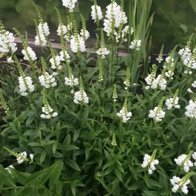 Физостегия АЛЬБА виргинская в Калинковичах