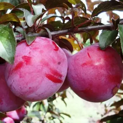 Слива ЛАМА в Калинковичах