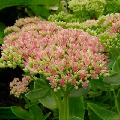 Очиток (седум) БРИЛЛИАНТ в Калинковичах