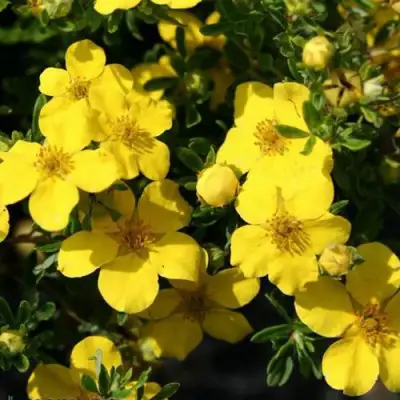 Лапчатка ХАКМАНС ГИГАНТ кустарниковая в Калинковичах