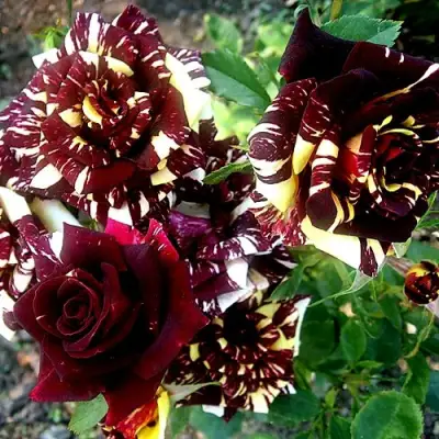 Роза ФОКУС ПОКУС флорибунда в Калинковичах