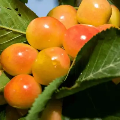 Дюк (черевишня) БЕЛОЧКА в Калинковичах